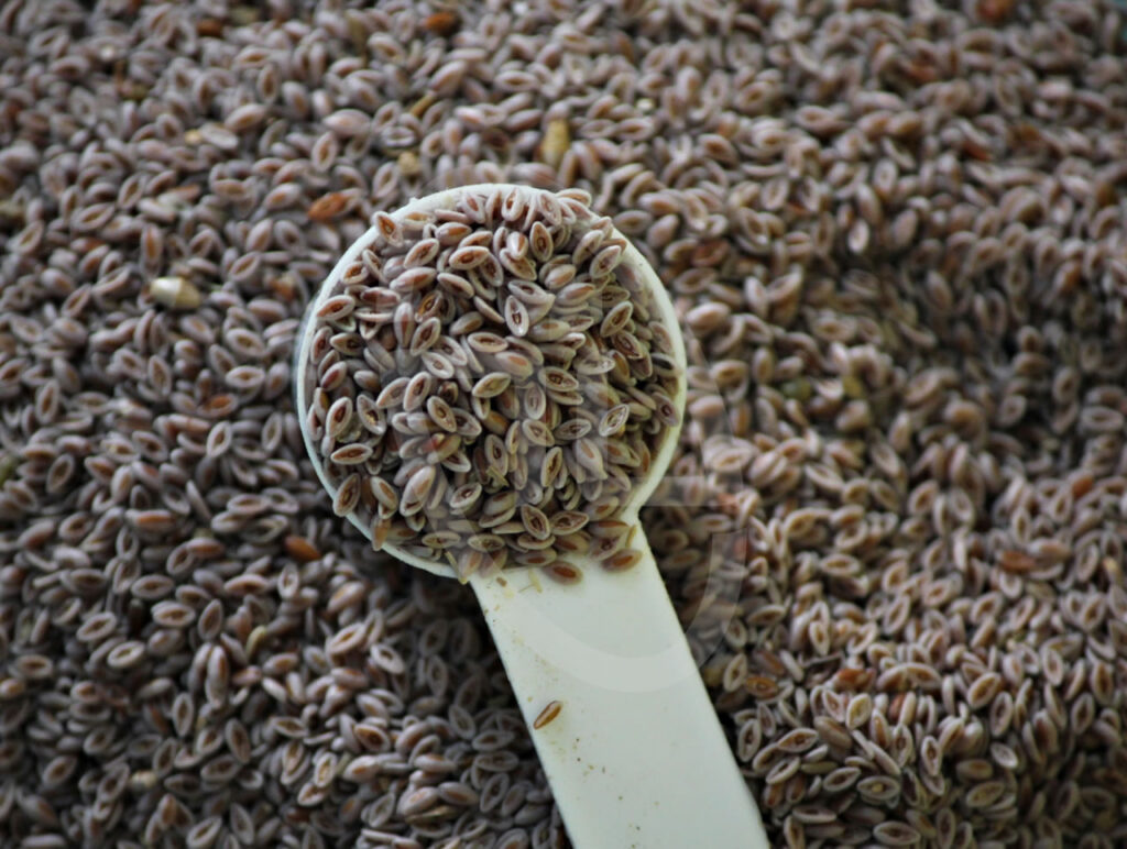 Healthy Benefits Of Psyllium Seed