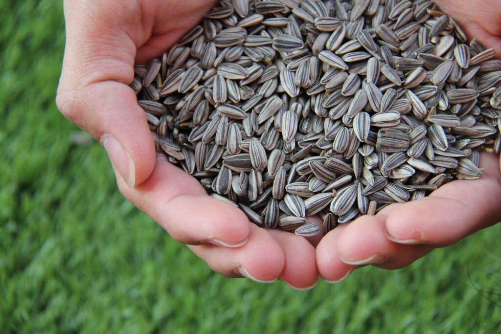 10 Amazing Healthy Benefits Of Sunflower Seeds