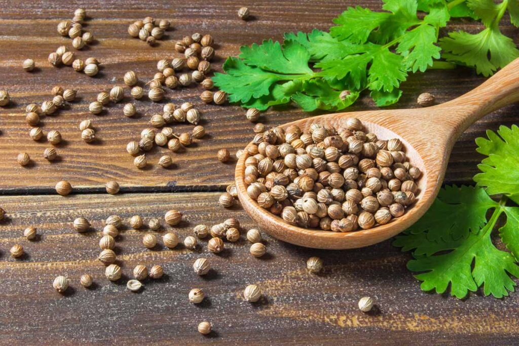 Amazing Healthy Benefits Of Coriander Seeds 