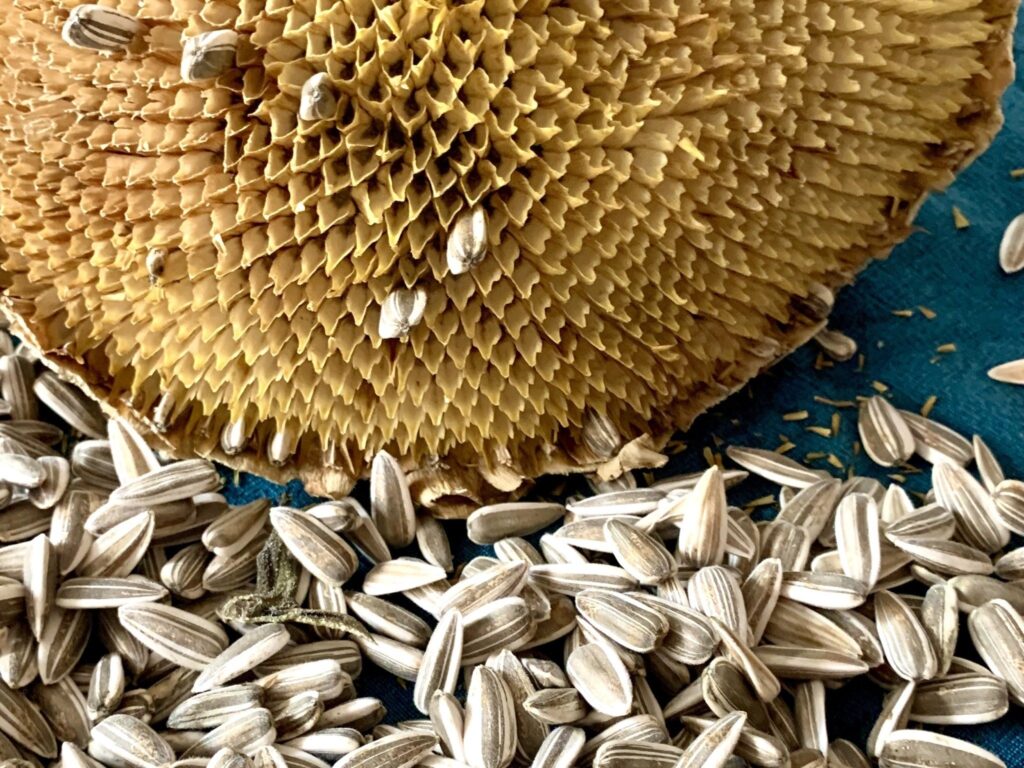 10 Amazing Healthy Benefits Of Sunflower Seeds