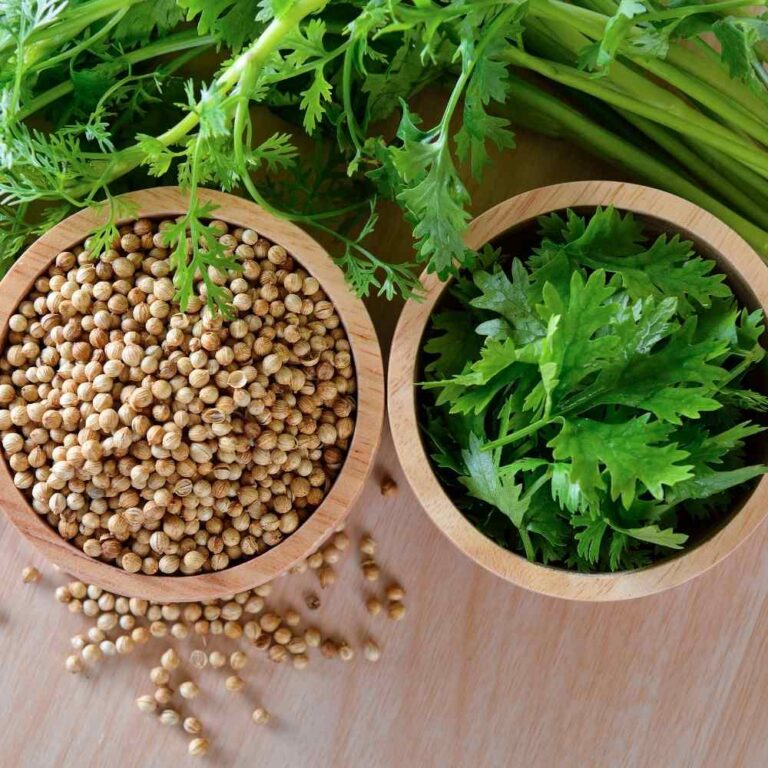 Amazing Healthy Benefits of Coriander Seeds
